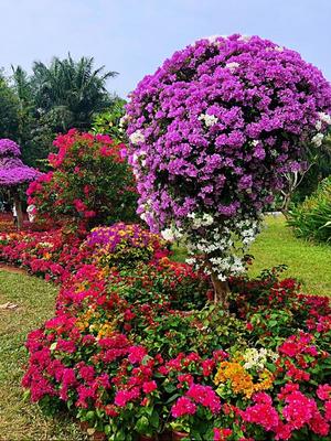 打卡深圳蓮花山公園，邂逅最美杜鵑花海