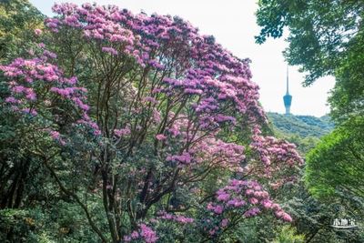 深圳梧桐山 毛棉杜鵑花海，春日里的粉紅詩篇