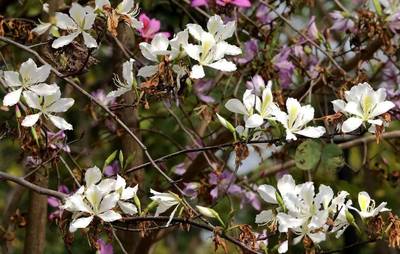 驚蟄 | 深圳，聞所未聞的六個“花花事”