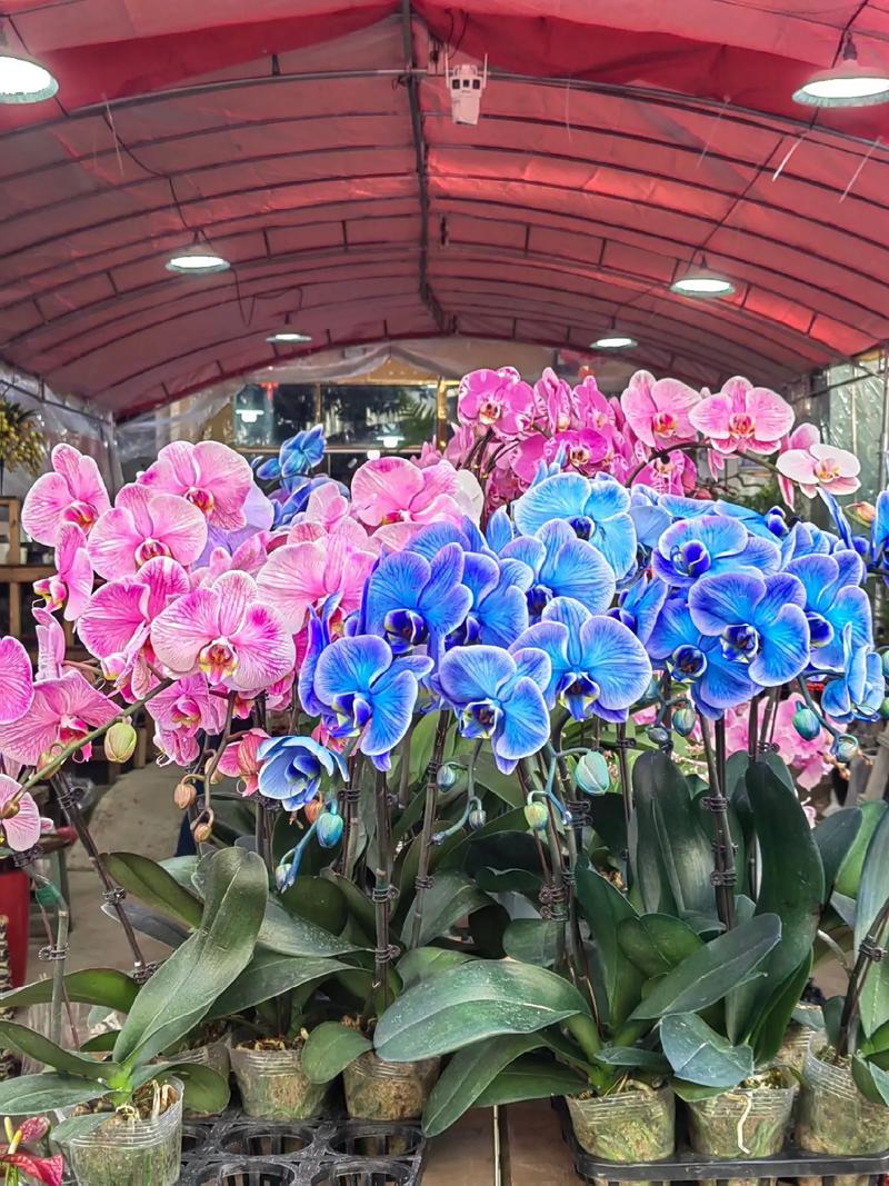 花開富貴好運來 八卦嶺春節花卉市場，奏響新春序曲