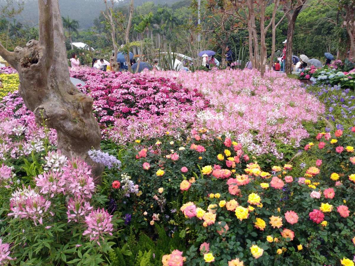 深圳仙湖植物園花展 都市綠心，花漾盛宴
