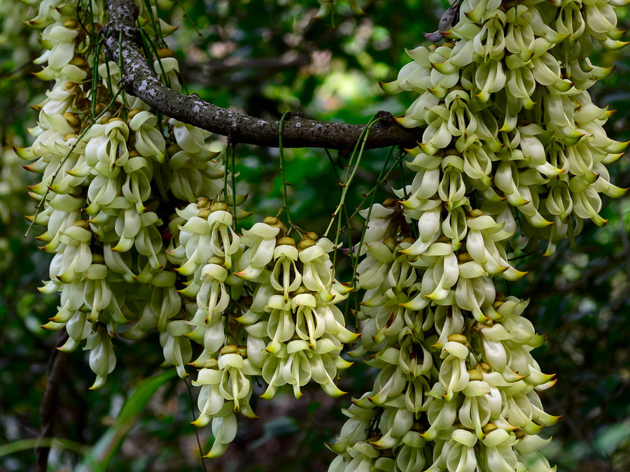 禾雀花下，深圳的生態之眼