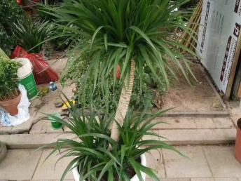 綠意盎然的鵬城 深圳園林綠化、鮮花綠植與花卉產業巡禮