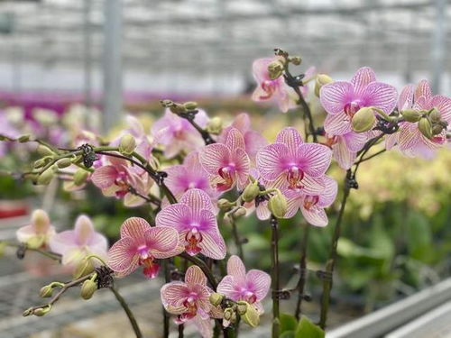 沙漠蝴蝶蘭 申城年宵花市新寵，手機下單直送到家