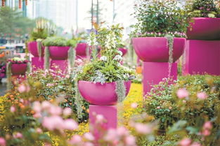 這個春節，羅湖用鮮花“裝點”濃濃年味兒