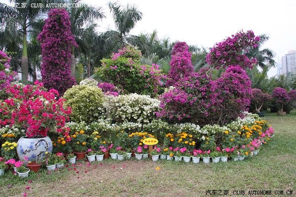 簕杜鵑 鵬城綻放的市花，見證深圳的繁榮與活力