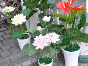 駕著女神，帶你發現深圳之美 徜徉荷蘭花卉小鎮，尋訪都市里的秘密花園