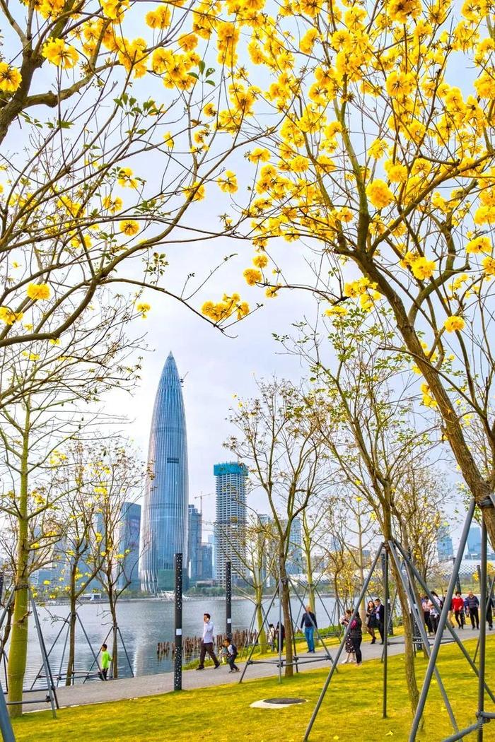 百花爭艷，醉美鵬城春色——深圳春日花卉云賞指南