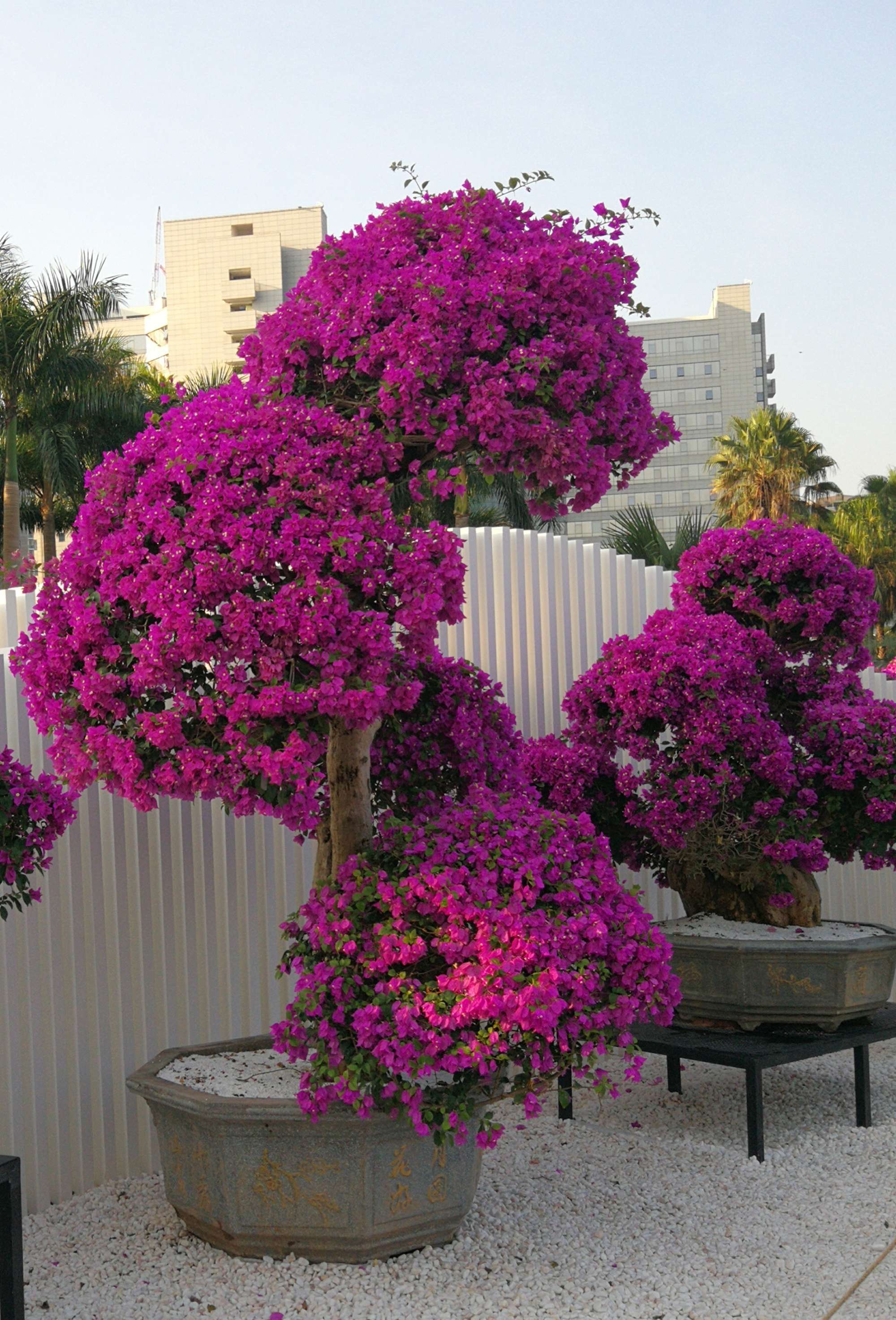 深圳市花簕杜鵑花展——鵬城春日的絢爛交響