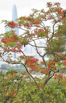 火紅鳳凰，怒放深圳——鵬城花卉的詩意棲居