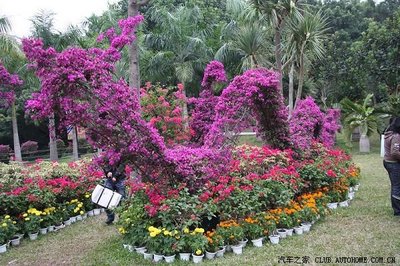 簕杜鵑 深圳的市花與城市精神的綻放